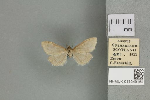 Anania fuscalis (Denis & Schiffermüller, 1775) - 013949164_151449_1084296
