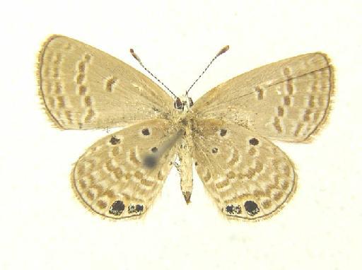 Lachides galba (Lederer, 1855) - Lachides galba (Lederer) female underside