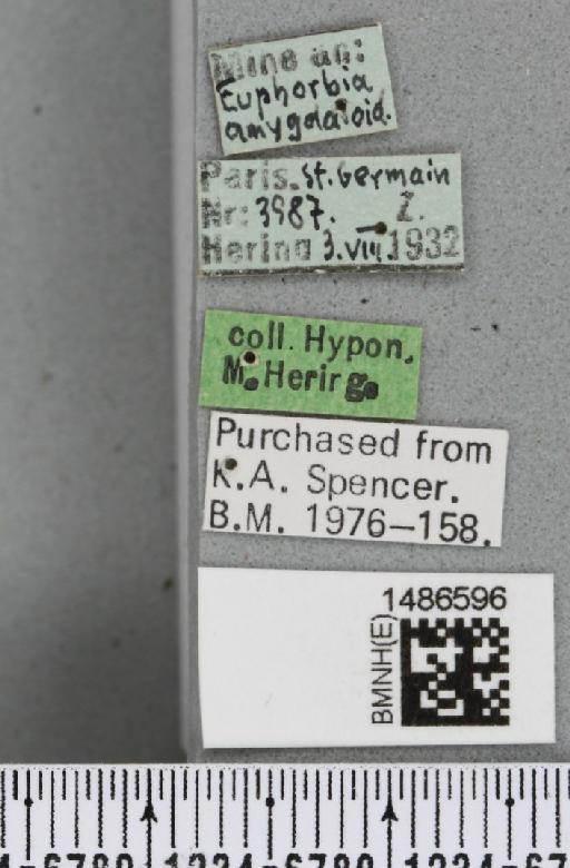 Liriomyza pascuum (Meigen, 1838) - BMNHE_1486596_label_50726