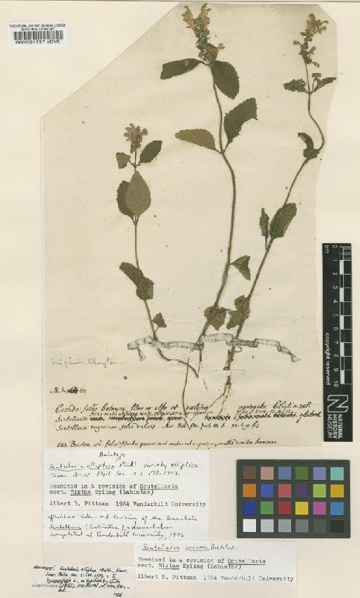 Scutellaria incana Biehler - BM000051797