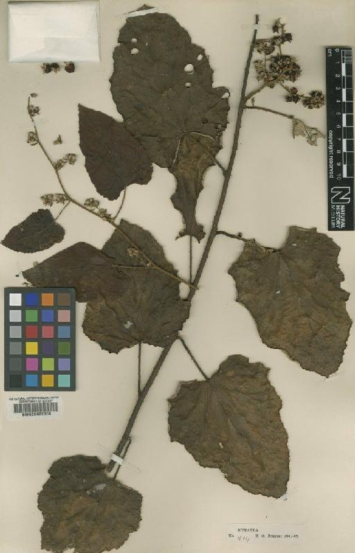 Rubus elongatus Sm. - BM000622336