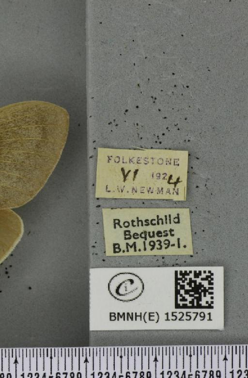 Macrothylacia rubi ab. grisea Tutt, 1902 - BMNHE_1525791_label_196470