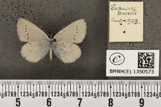 Cupido minimus (Fuessly, 1775) - BMNHE_1350573_151818