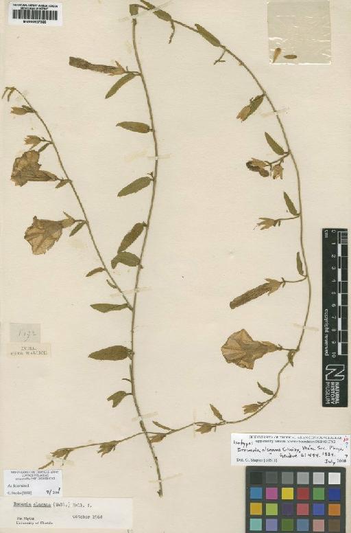 Bonamia elegans (Wall.) Hallier f. - BM000927928