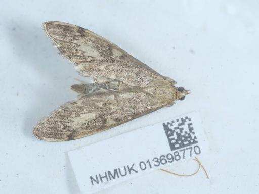 Anania lancealis (Denis & Schiffermüller, 1775) - 013698770_2