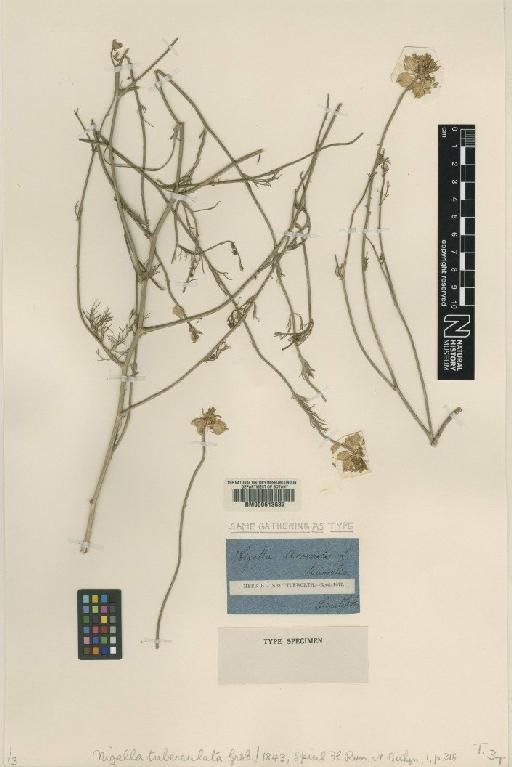 Nigella arvensis L. - BM000613632