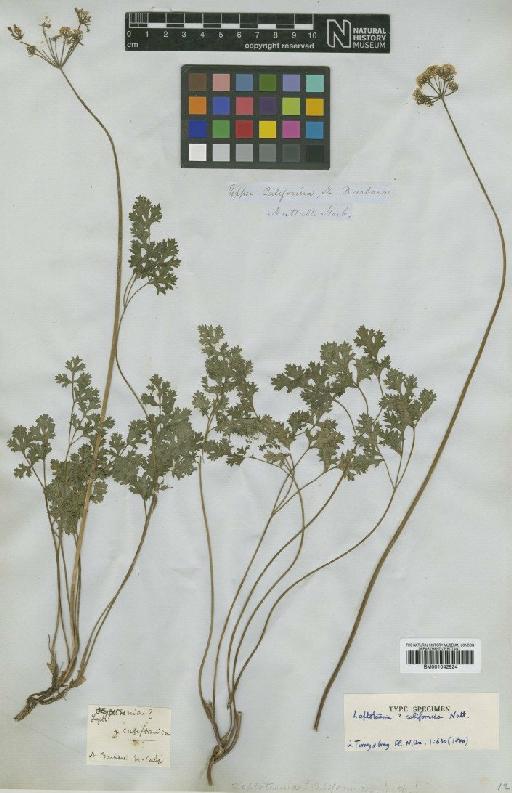 Lomatium parvifolium (Hook. & Arn.) Jeps. - BM001042924