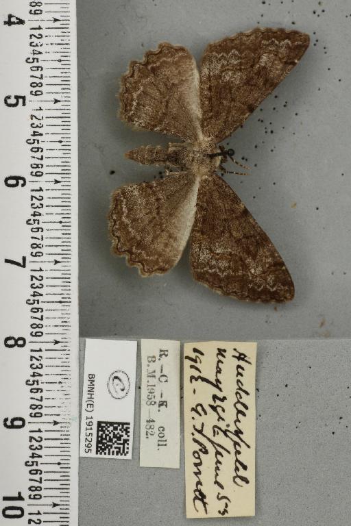 Alcis repandata repandata (Linnaeus, 1758) - BMNHE_1915295_475513