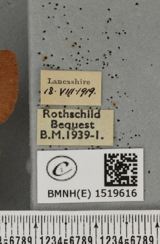 Lasiocampa trifolii trifolii (Denis & Schiffermüller, 1775) - BMNHE_1519616_label_193006