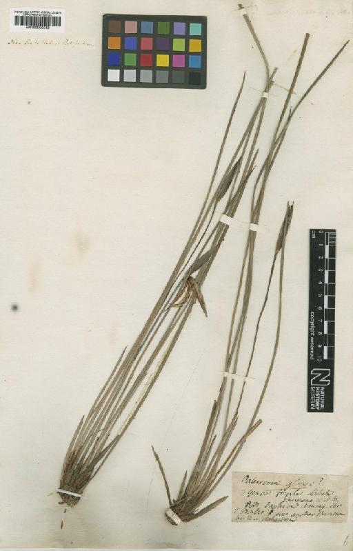 Patersonia fragilis (Labill.) Asch. & Graebn. - BM000990549