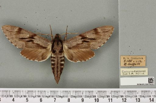 Sphinx pinastri Linnaeus, 1758 - NHMUK_010476522_534104