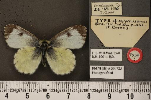 Anthocharis cardamines hibernica ab. williamsi Greer, 1928 - BMNHE_500723_66446