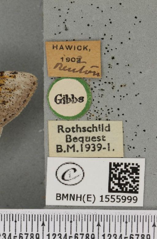 Dicallomera fascelina (Linnaeus, 1758) - BMNHE_1555999_label_255765