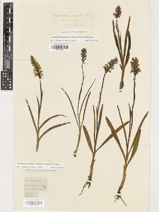 Gymnadenia borealis (Druce) R.M.Bateman, Pridgeon & M.W.Chase - BM001130300