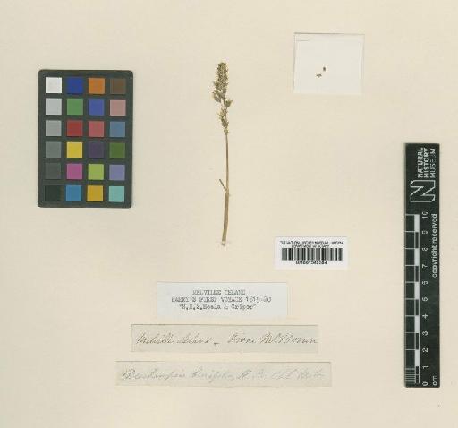 Deschampsia brevifolia R.Br. - BM001042304