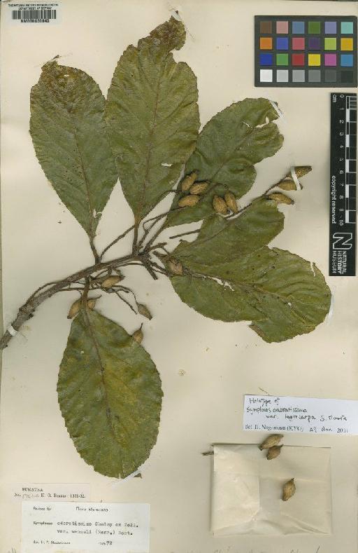 Symplocos odoratissima var. wenzeli (Merr.) Noot. - BM000630043