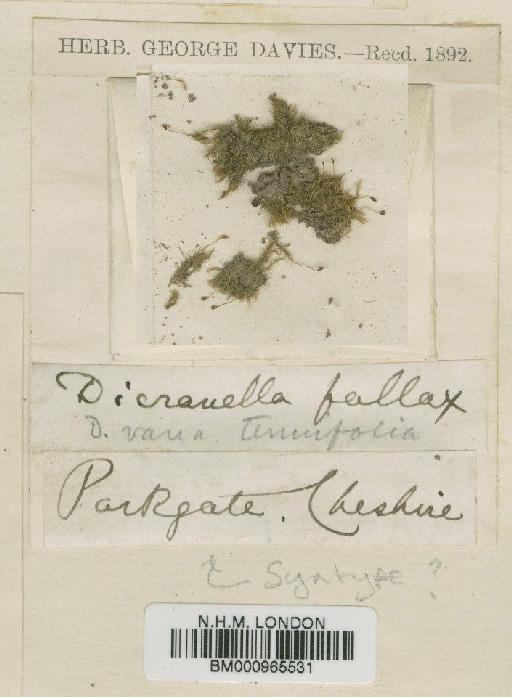 Dicranella varia (Hedw.) Schimp. - BM000965531