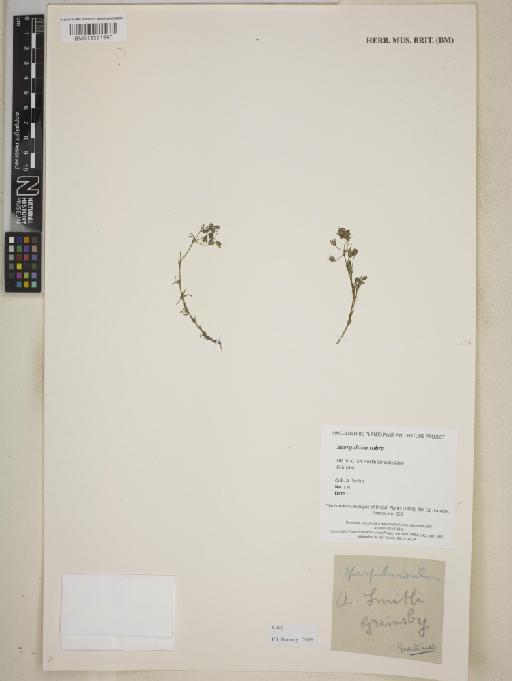 Spergularia rubra (L.) J.Presl & C.Presl - BM013391990