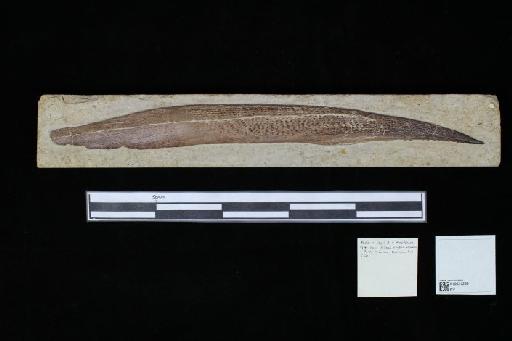 Asteracanthus granulosus Egerton, 1854 - 010021269_L010040508_(2)