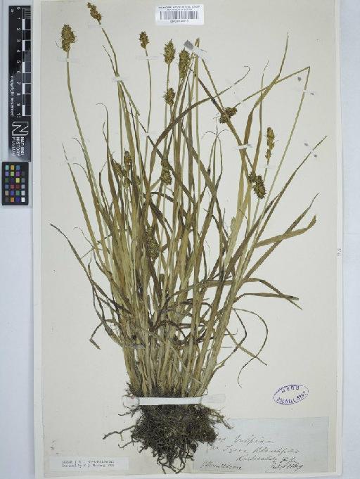 Carex otrubae Podp. - BM001130613   carex vulpina2