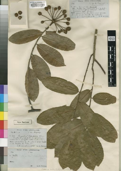 Uvaria welwitschii (Hiern) Engl. & Diels - BM000554045