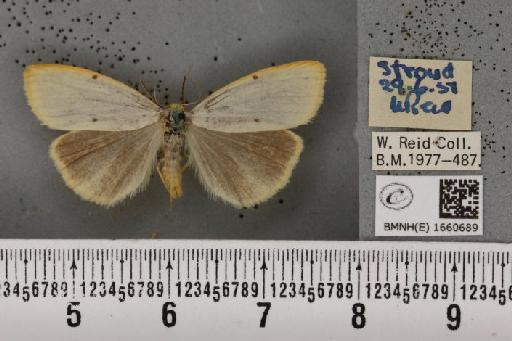 Cybosia mesomella (Linnaeus, 1758) - BMNHE_1660689_258199