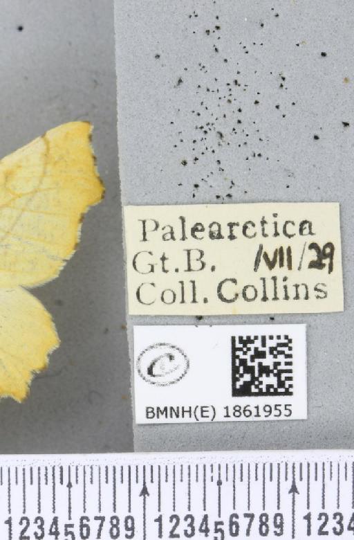 Ennomos alniaria (Linnaeus, 1758) - BMNHE_1861955_label_442829