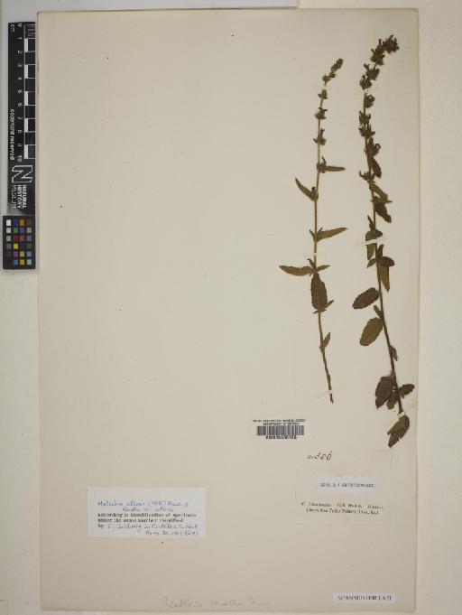 Melochia spicata (L.) Fryxell - BM000630185