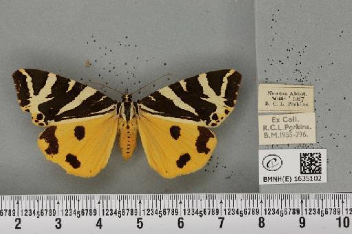 Euplagia quadripunctaria (Poda, 1761) - BMNHE_1635102_209166