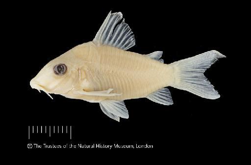 Corydoras crimmeni Grant, 1997 - BMNH 1997_10_23_4-8 e