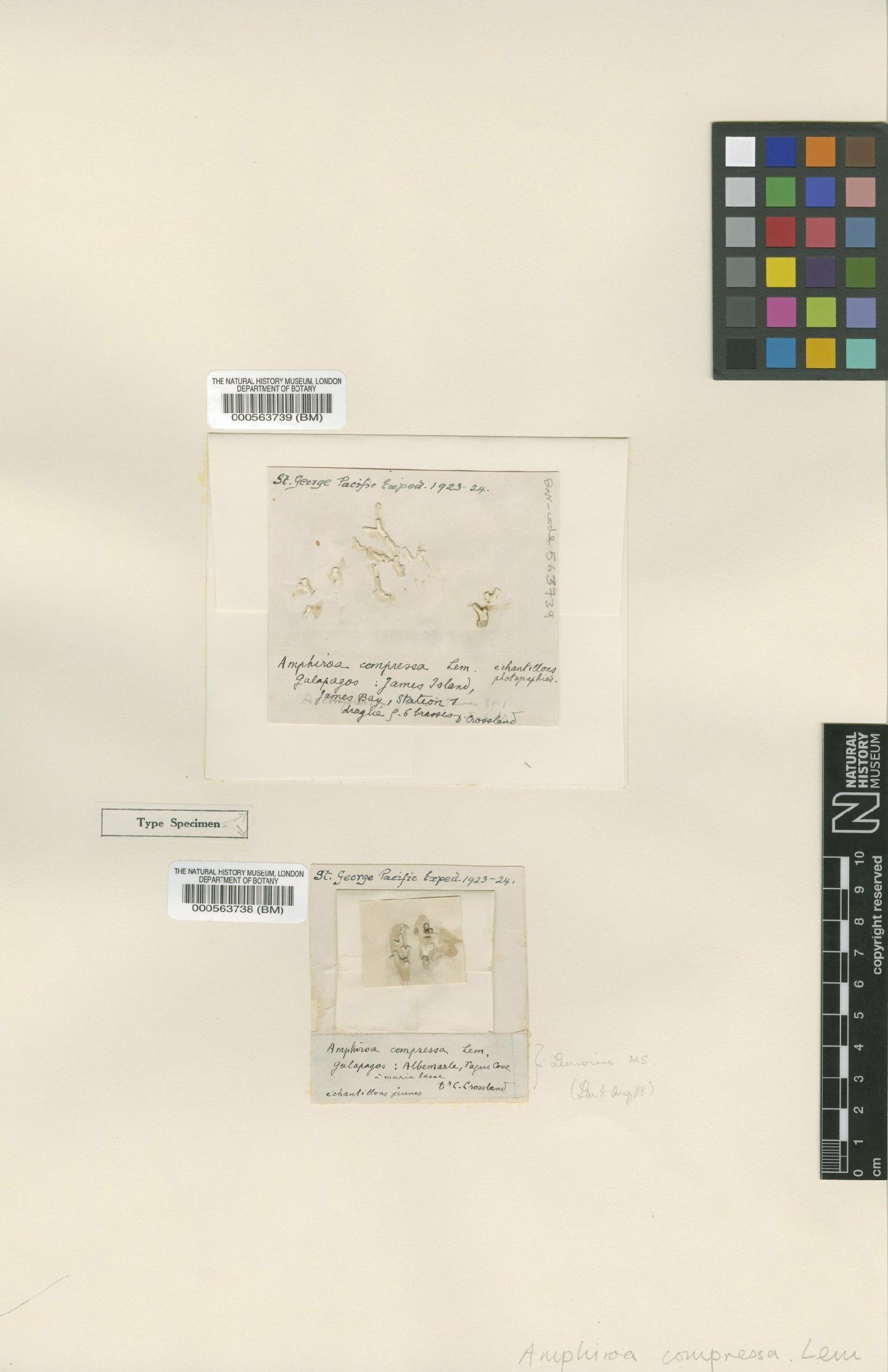 To NHMUK collection (Amphiroa compressa Lemoine; Syntype; NHMUK:ecatalogue:4785761)