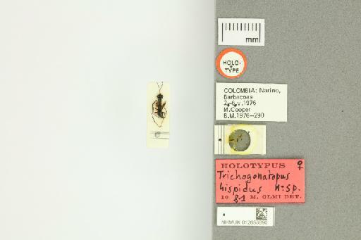 Trichogonatopus hispidus Olmi, 1984 - 012858890_Trichogonatopus_hispidus_HT_dorsal_labels
