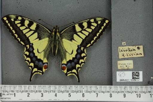 Papilio machaon britannicus Seitz, 1907 - BMNHE_1089257_64048