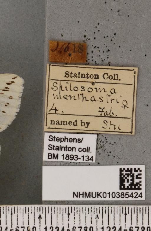 Spilosoma lubricipeda (Linnaeus, 1758) - NHMUK_010385424_label_509033