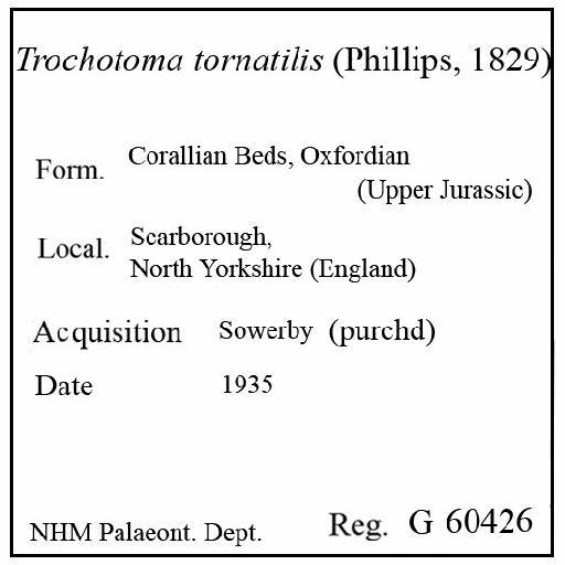Trochotoma tornatilis (Phillips, 1829) - G 60426. Trochotoma tornatilis (label)