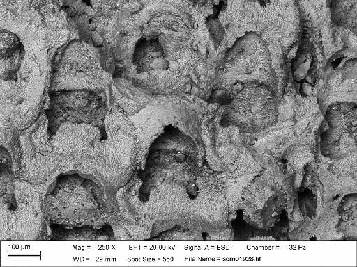 Ehrhardina voigti Martha & Taylor, 2016 - NHM-UK_P_D58717_3_M_1