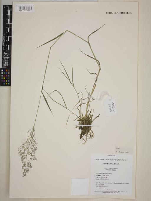 Agrostis stolonifera L. - BM013737064