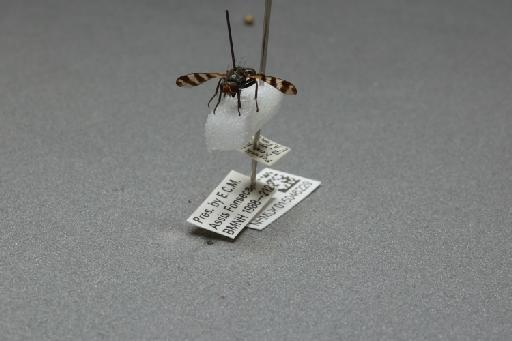 Ceroxys urticae (Linnaeus, 1758) - 015046229_additional_3