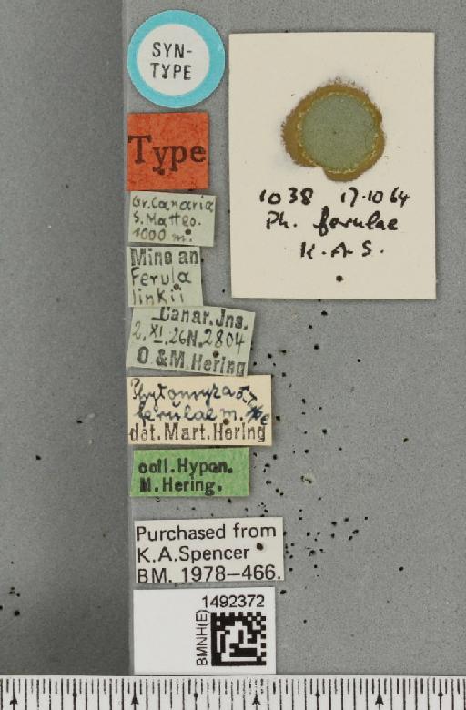 Phytomyza dauci Hering, 1927 - BMNHE_1492372_label_54084