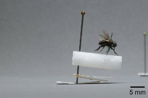 Sarcophaga (Myorhina) nigriventris Meigen, 1826 - 015091913_lateral