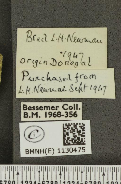 Pieris napi britannica Müller & Kautz, 1939 - BMNHE_1130475_label_86373