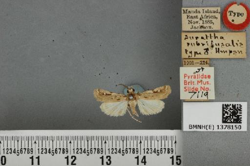 Prionapteryx rubrifusalis (Hampson, 1919) - BMNH(E) 1378150 Surattha rubrifusalis Hampson male T dorsal & labels