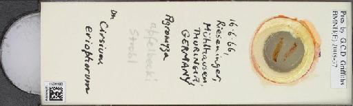 Agromyza apfelbecki Strobl, 1902 - BMNHE_1504190_59269
