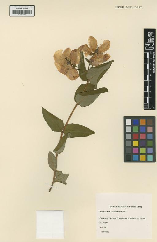 Hypericum × ‘Rowallane Hybrid' - BM001191767