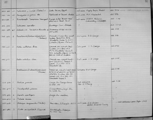 Pseudoprotella phasma parvorder Caprellidira (Montagu, 1804) - Zoology Accessions Register: Crustacea: 1976 - 1984: page 57