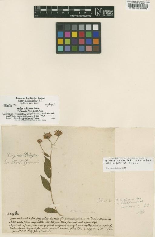 Aster divaricatus L. - BM000038179