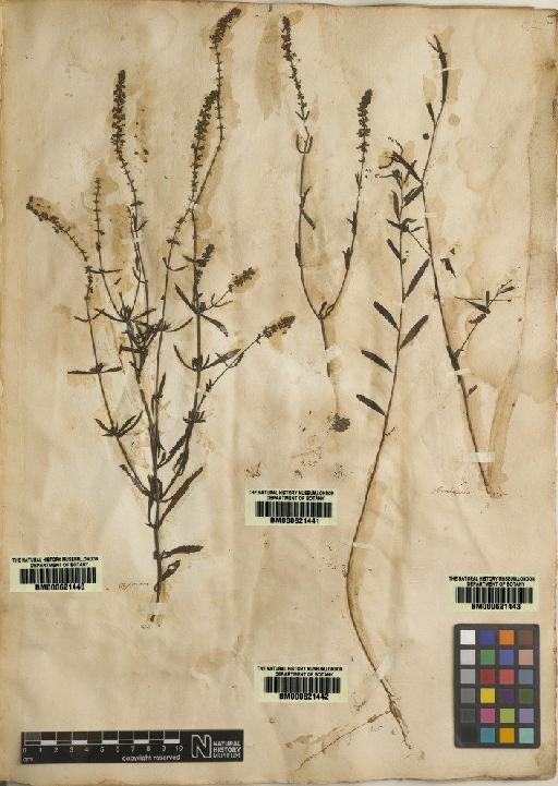 Tragia chamaelea L. - BM000621443