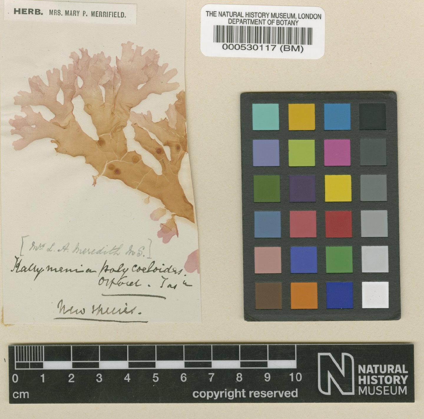 To NHMUK collection (Cirrulicarpus polycoelioides (J.Agardh) Womersley; TYPE; NHMUK:ecatalogue:4781730)