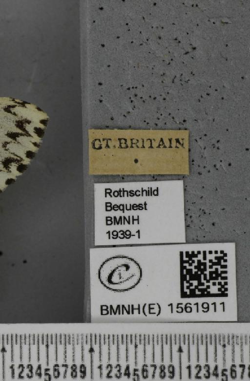 Lymantria monacha (Linnaeus, 1758) - BMNHE_1561911_label_251610