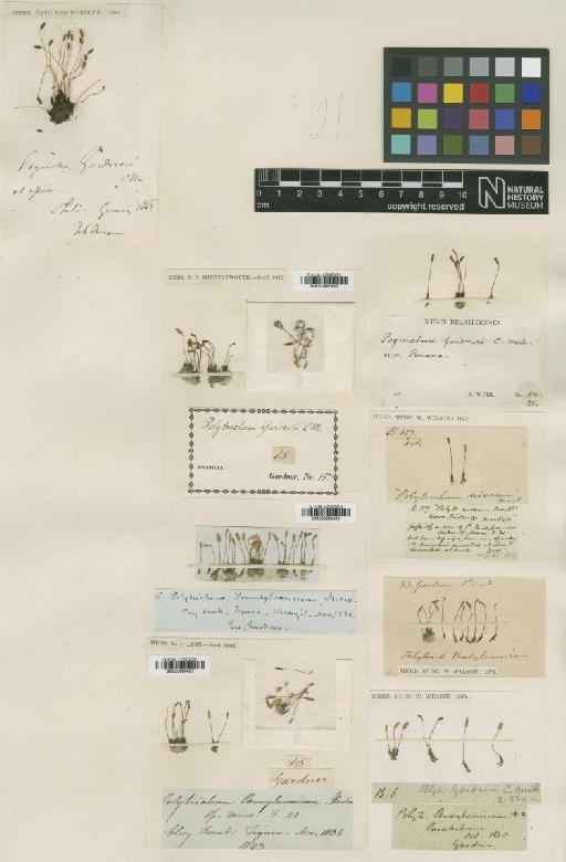 Pogonatum gardneri (Müll.Hal.) Mitt. - BM000960485_a